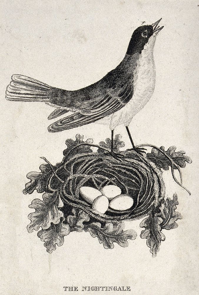 A nightingale singing by its nest. Etching.