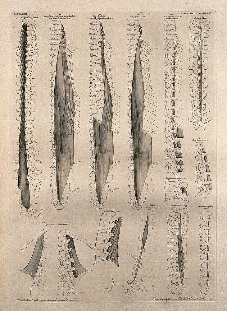 Muscles and bones of the spine: fourteen figures. Line engraving by J. Wandelaar, 1745.
