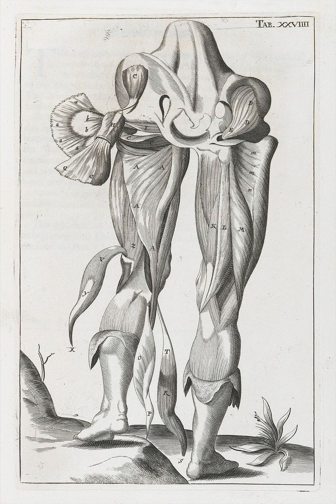 A compleat treatise of the muscles : as they appear in humane body, and arise in dissection; with diverse anatomical…