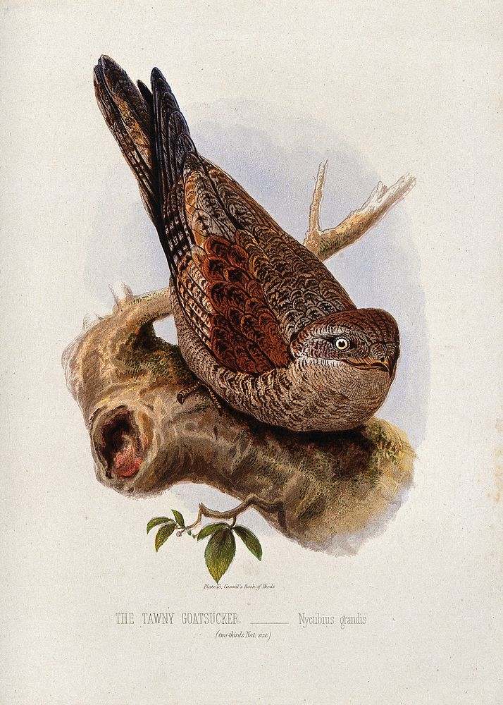 A tawny goatsucker bird (Nyctibius grandis). Colour lithograph, ca. 1875.