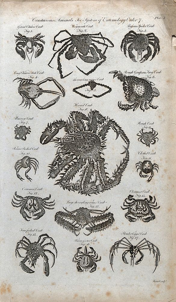 Seventeen crustaceans, including the Commmon crab, the Cleanser crab and the Rough crab. Engraving by J. Record.