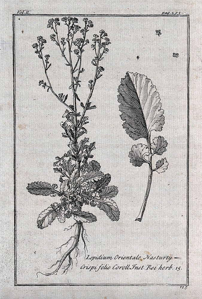 Pepperwort (Lepidium orientale): flowering plant, leaf and floral segments. Etching, c. 1718, after C. Aubriet.