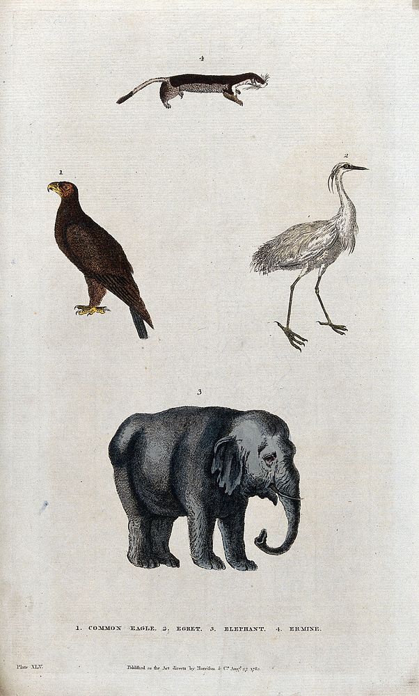 Above, an ermine, an eagle and an egret; below, an elephant. Coloured etching.