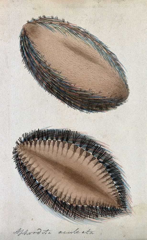 An unknown bristled organism (Aphordita aculeata). Coloured etching.