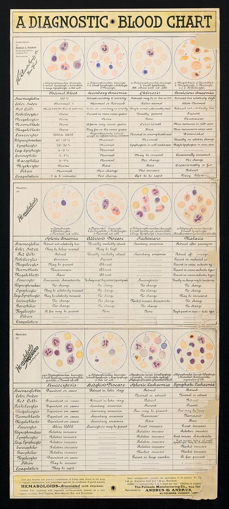 A diagnostic blood chart / complimets of Andrus & Andrus ... representing The Palisade Man'f'g Co.