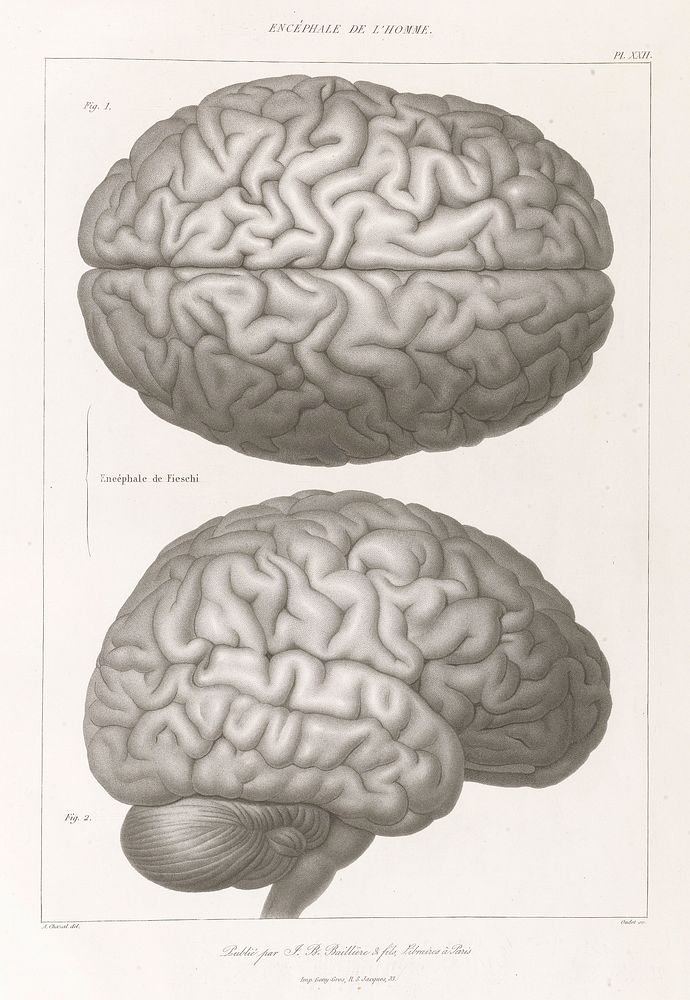Anatomie comparée du système nerveux considéré dans ses rapports avec l'intelligence / Par Fr. Leuret et P. Gratiolet.…
