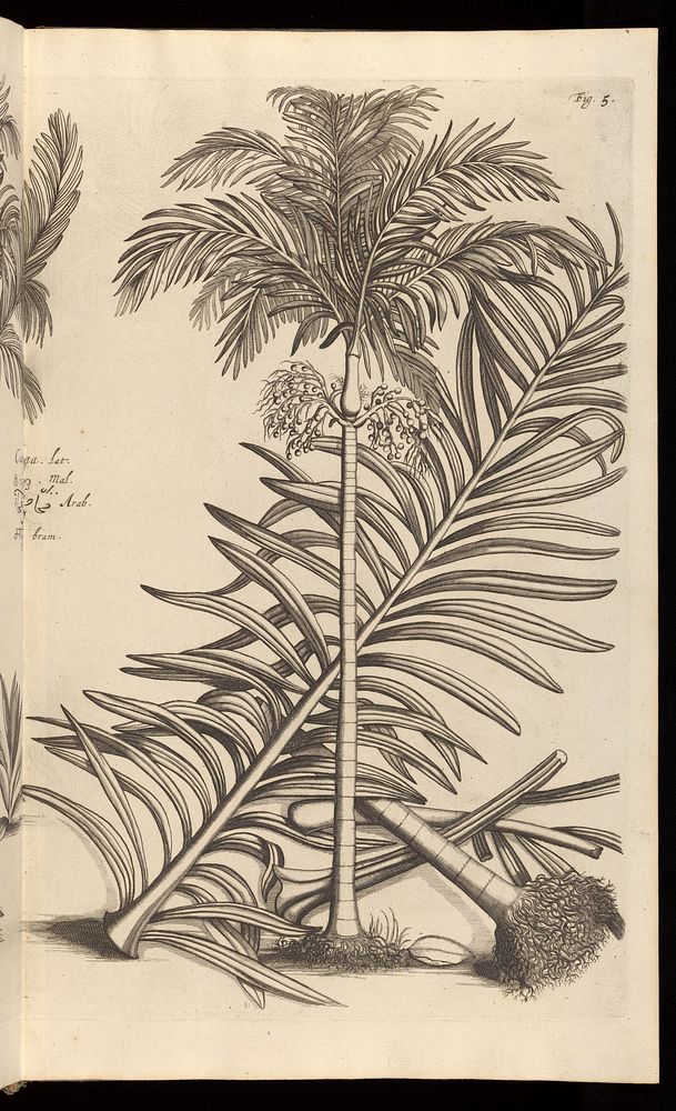 Hortus Indicus Malabaricus, continens regni Malabarici apud Indos cereberrimi onmis generis plantas rariores, Latinis…