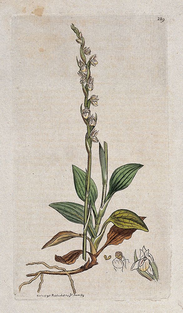 Creeping lady's-tresses (Goodyera repens): flowering stem, root and floral segments. Coloured engraving after J. Sowerby…
