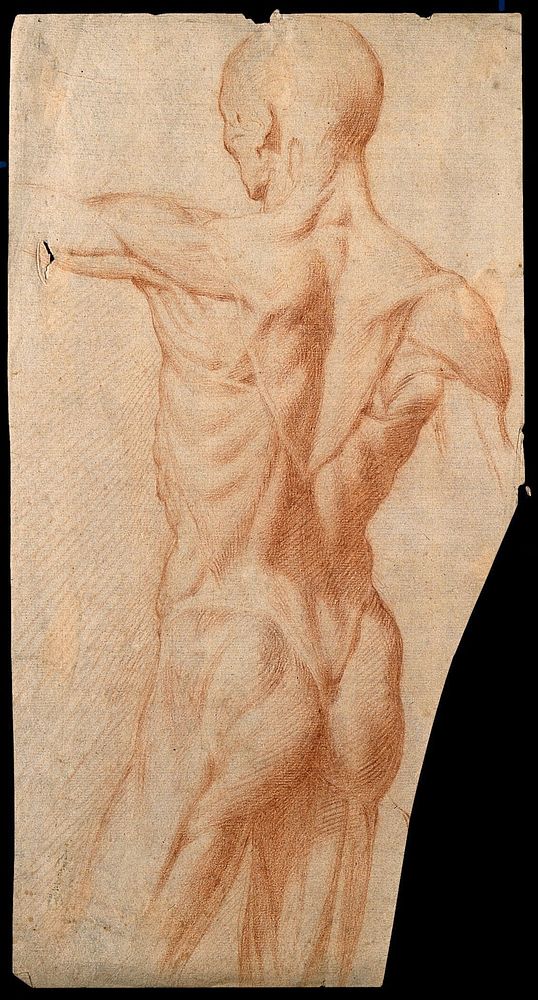 An écorché seen from the back. Red-chalk drawing, 17th century.