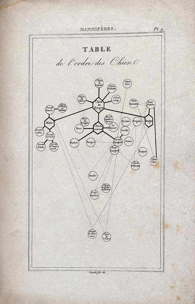 A chart delineating the dog pedigree and interrelations. Engraving by L. F. Couché.