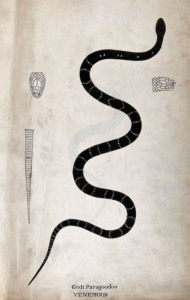 A poisonous snake (bungarus caeruleus), dark in colour, with narrow white cross-banded markings: includes two outline…