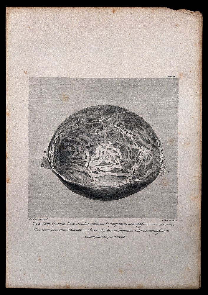 Dissection of the pregnant uterus at eight months, showing the fundus. Copperplate engraving by Menil after I.V. Rymsdyk…