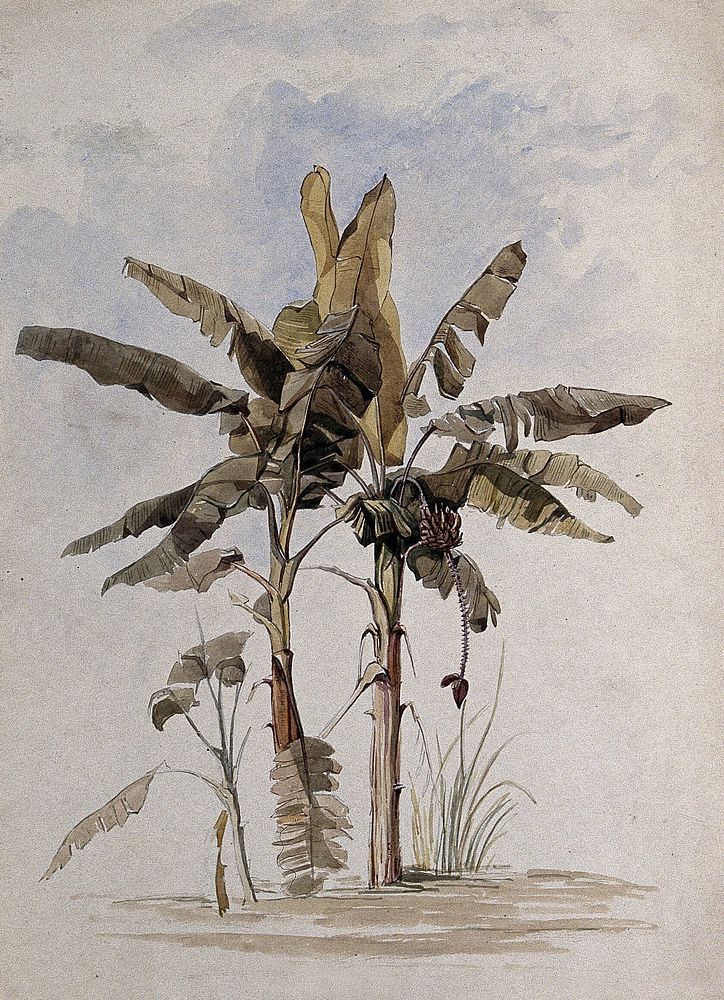 Two banana plants (Musa species), one with fruit. Watercolour, 1846, after C. Goodall, 1842.