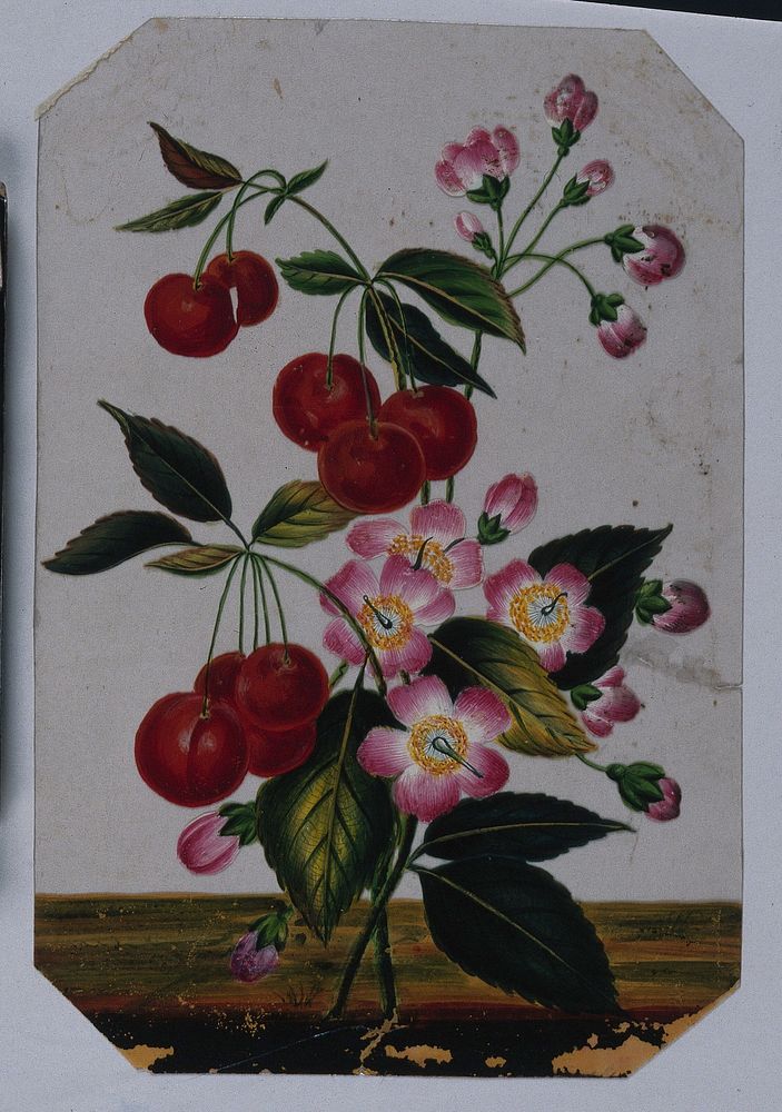 A flowering cherry plant with fruit. Gouache painting on mica by an Indian artist.