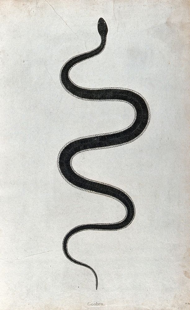 An Indian snake: Goobra. Engraving by W. Skelton, ca. 1796.