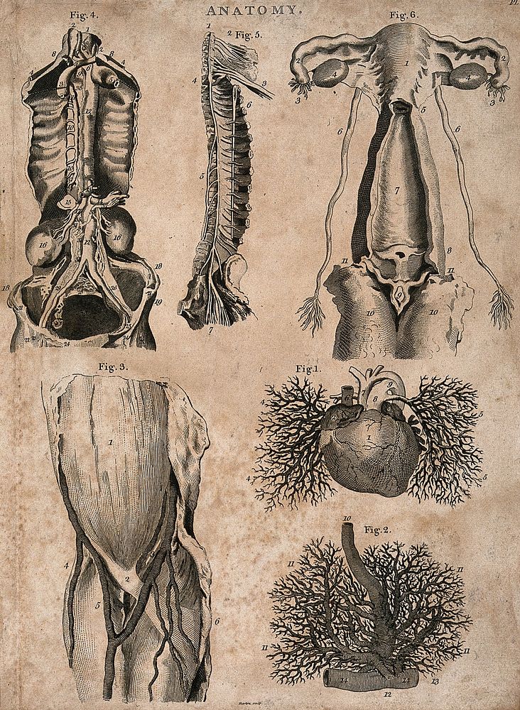 The vascular system, heart and female reproductive organs: six figures. Engraving by Barlow, 1802.