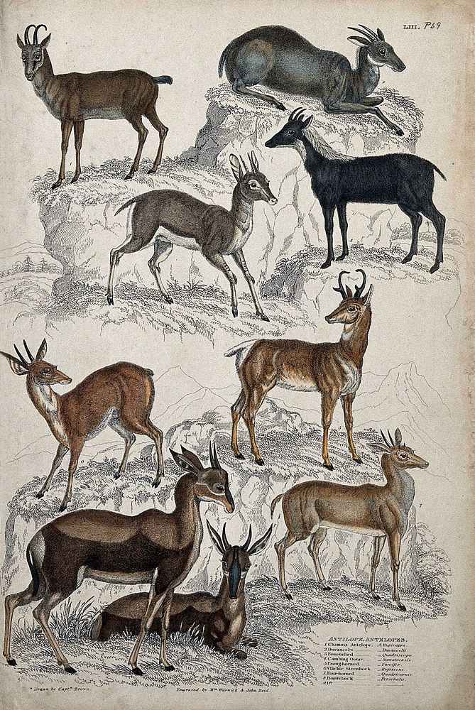 Nine different specimen of the family of antelopes (Bovidae) shown in a rock strewn habitat. Coloured etching by W. Warwick…