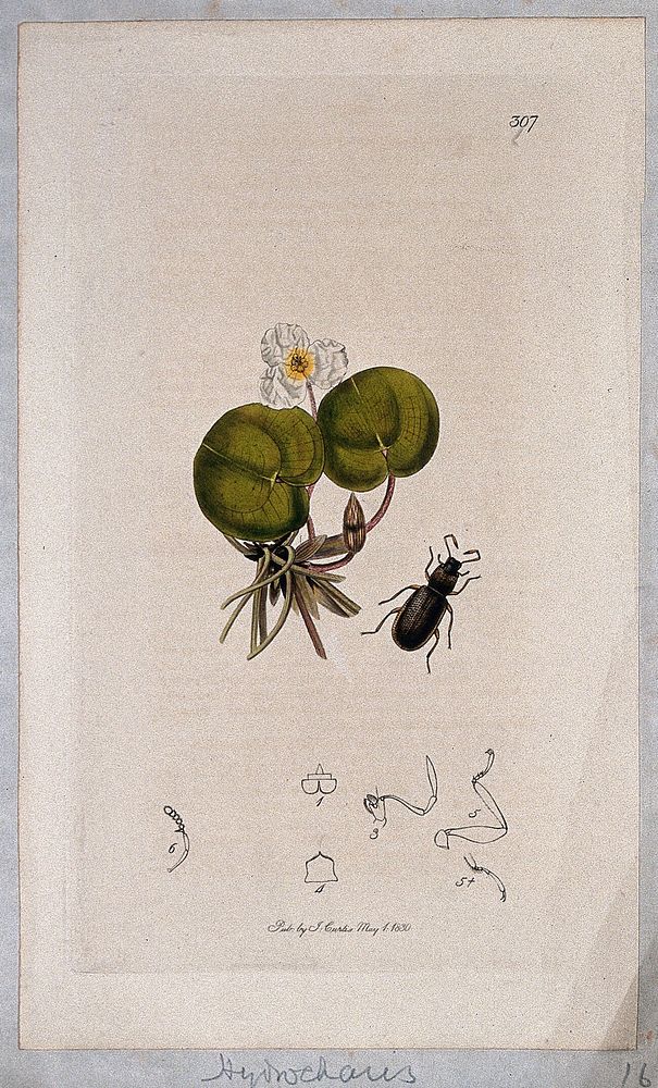 Frog-bit plant (Hydrocharis morsus-ranae) with an associated water-beetle and its abdominal segments. Coloured etching, c.…