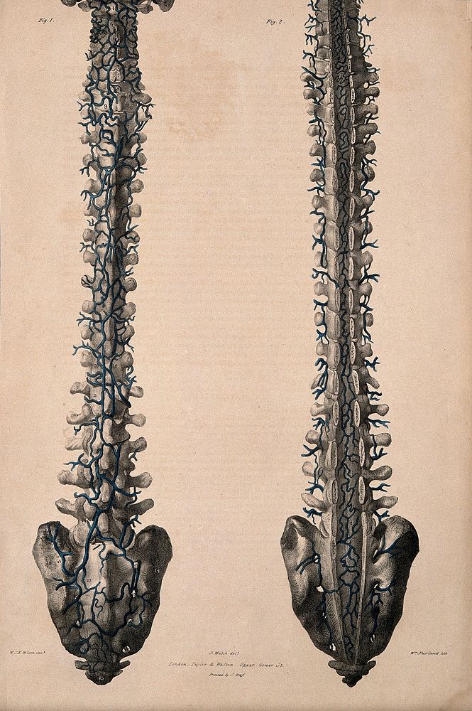 Vertebral column with veins: anterior and posterior views. Coloured lithograph by William Fairland, 1837, after J. Walsh…