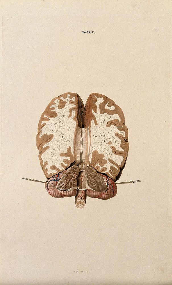 Brain: horizontal section. Coloured line engraving by W.H. Lizars, ca. 1827.