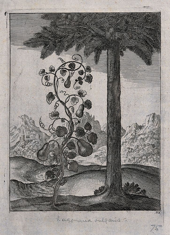 Calabash or bottle gourd (Lagenaria siceraria): fruiting plant growing under a palm. Engraving.
