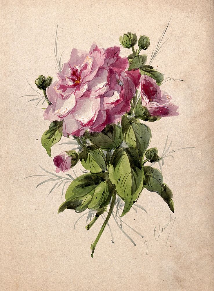 Pink camellia (Camellia species): flower and leaves. Watercolour by G. Calmard.