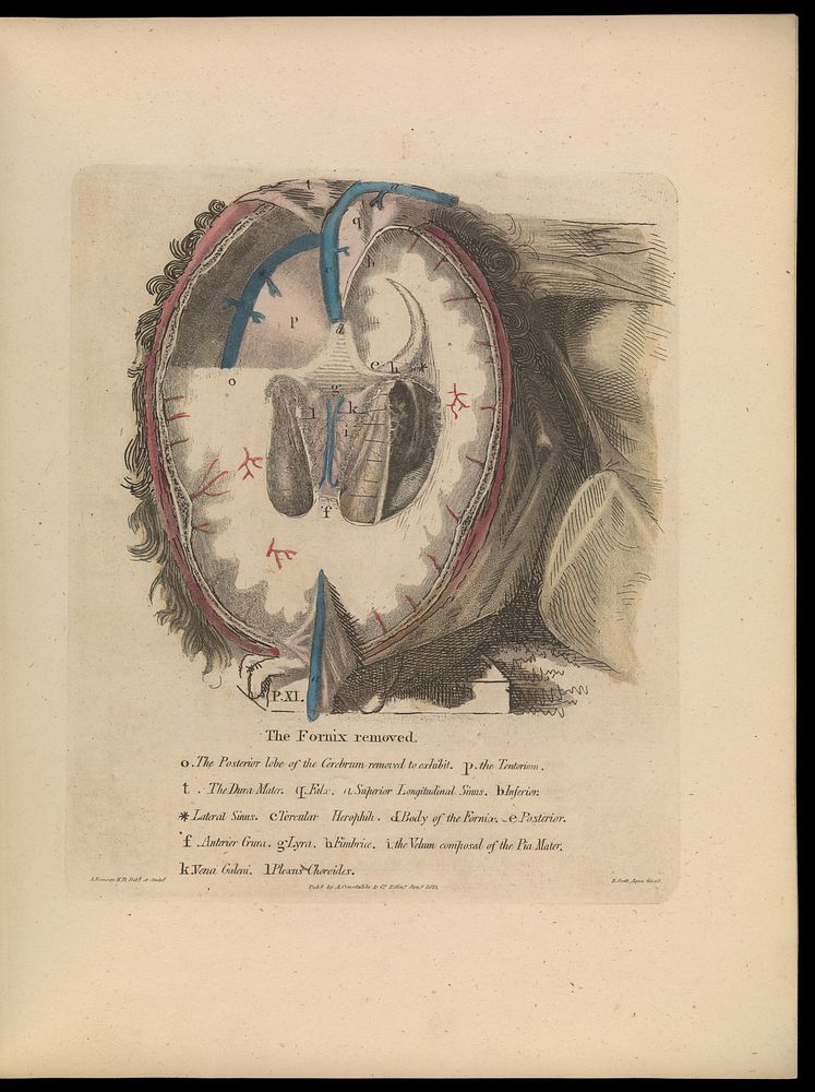 Anatomy of the heart, cranium, and brain : adapted to the purposes of the medical and surgical practitioner; to which is…