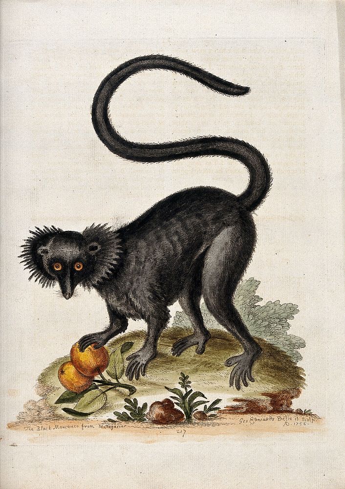 A black macaque with some fruit in its paw. Coloured etching by G. Edwards after himself.