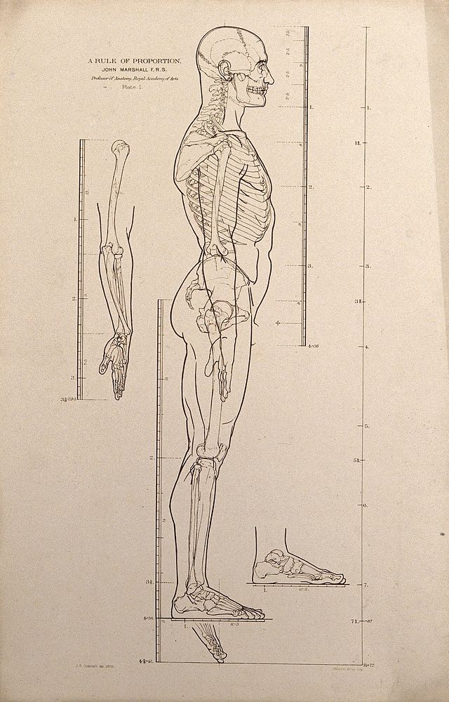 Standing male figure, side view, with scales of proportion: illustration shows the skeleton and outline of the body and…
