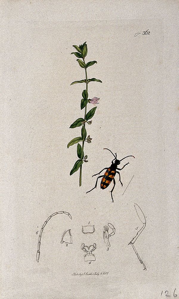 Skull cap or helmet flower (Scutellaria minor) with an associated beetle and its anatomical segments. Coloured etching, c.…
