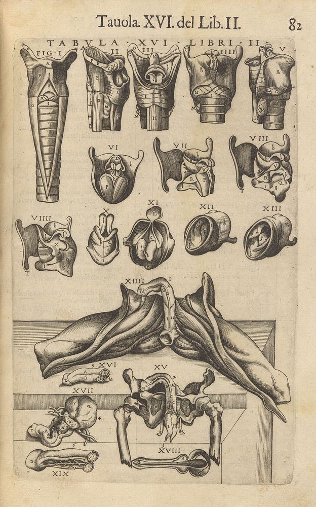 La anatomia del corpo umano / composta da M. Giovanni Valverde. Nuovamente ristampata. E con l'aggiunta di alcune tavole…