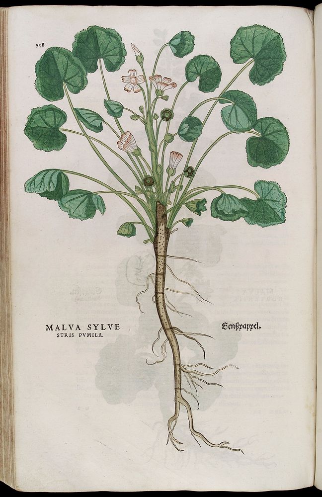 Malva Sylve or Mallow, illustration from Fuchs