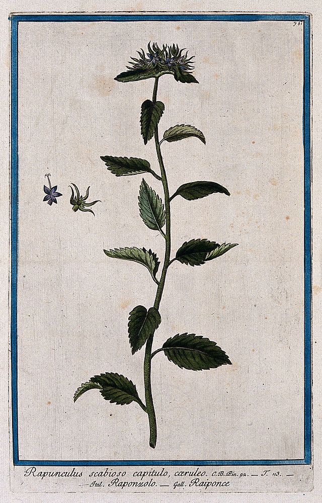 A bellflower (Campanula rapunculoides L.): flowering stem with separate flower sections. Coloured etching by M. Bouchard…