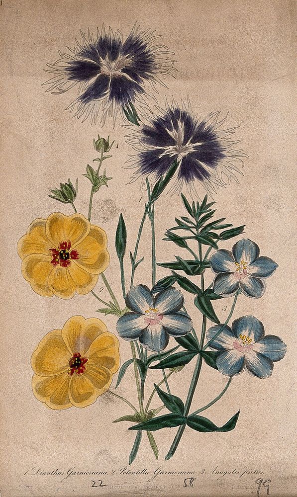 Three flowering plants: a pink (Dianthus species), a Potentilla and an Anagallis species. Coloured aquatint by D. Hayes, c.…