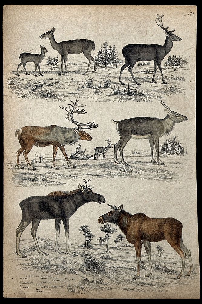 Seven different specimen of the family Cervidae (deer), male and female, shown in their natural habitat. Coloured etching by…