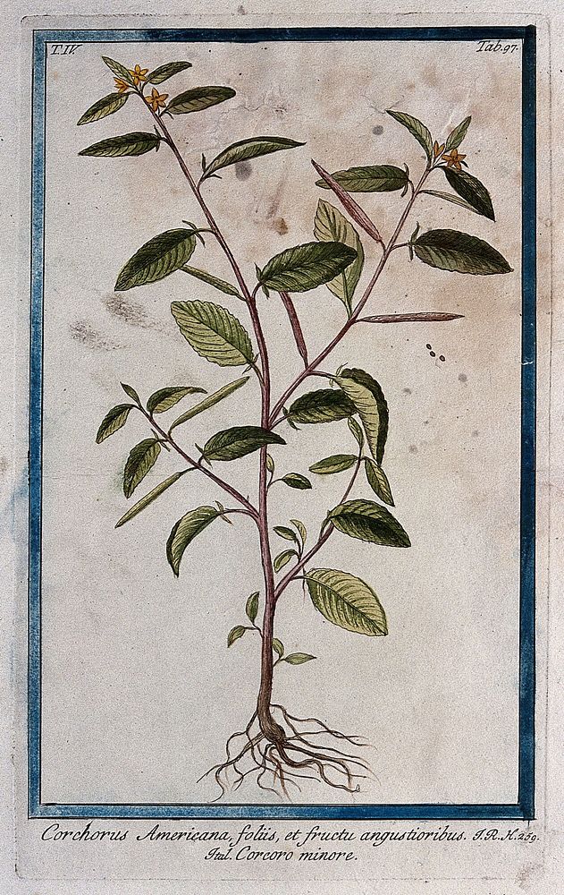 A plant (Corchorus sp.) related to jute: entire flowering and fruiting plant with seeds. Coloured etching by M. Bouchard…