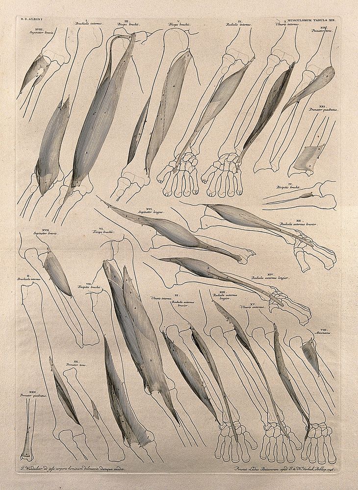 Muscles and bones of the arm and hand: twenty-two figures. Line engraving by J. Wandelaar, 1746.