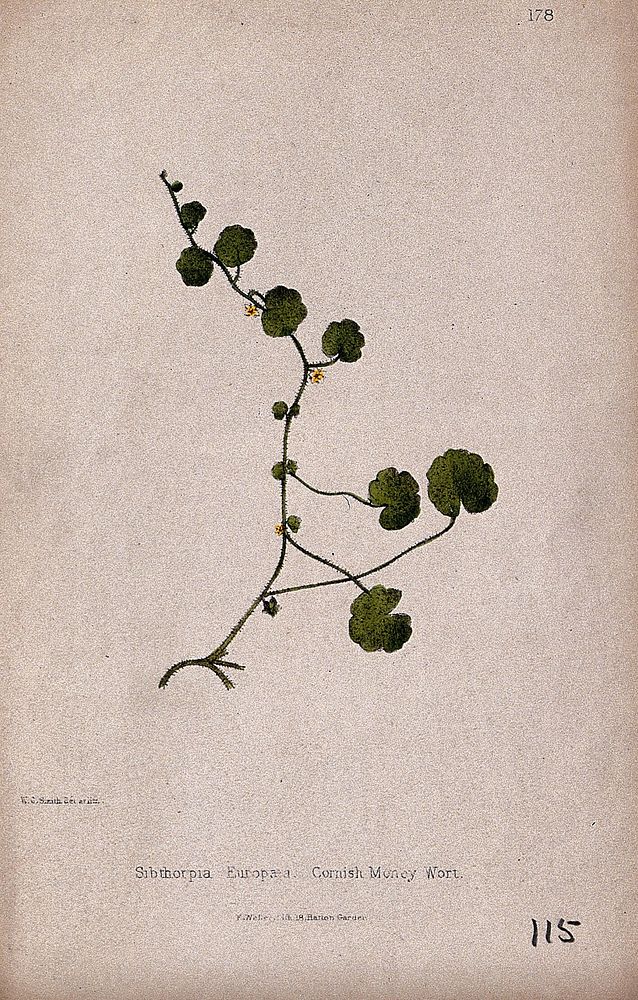 Cornish moneywort or pennywort plant (Sibthorpia europaea): flowering and leafy stem. Coloured lithograph by W. G. Smith, c.…