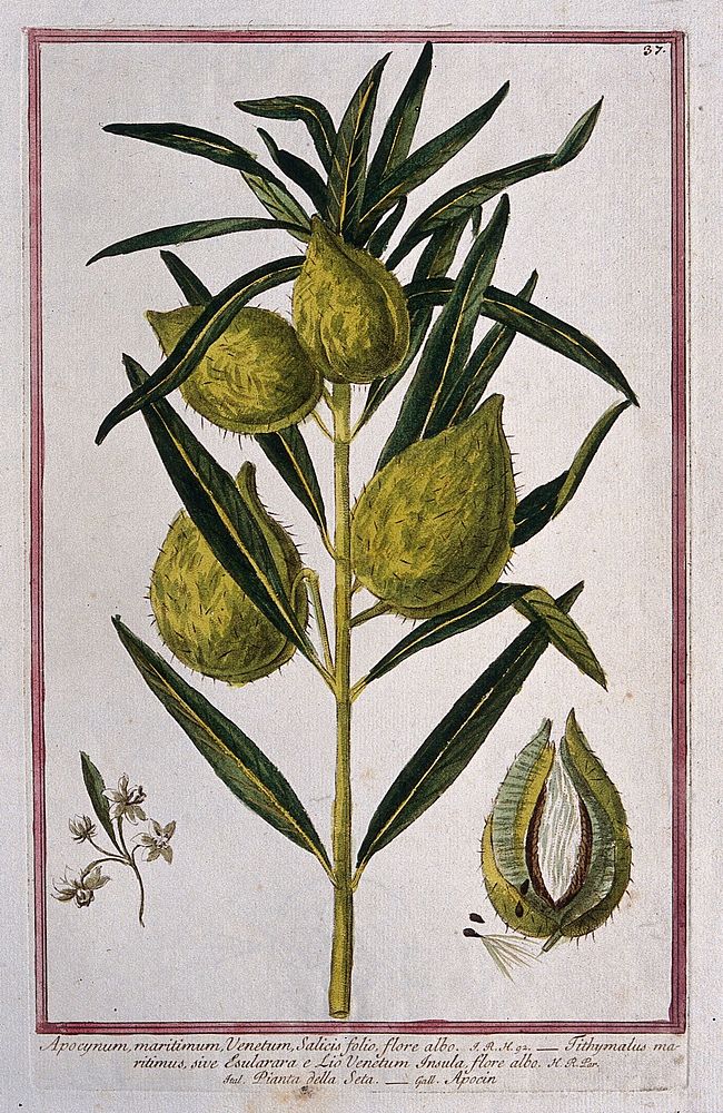 Dogbane (Apocynum sp.): fruiting stem with separate flower cluster, sectioned fruit and seeds. Coloured etching by M.…