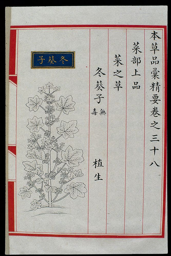 Chinese Materia Medica illustration, Ming: Cluster mallow