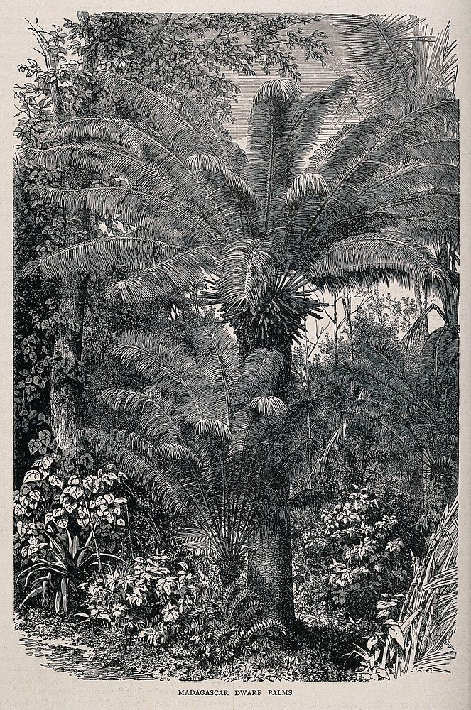 Dwarf palms in a Madagascarn rainforest. Wood engraving, c. 1867.