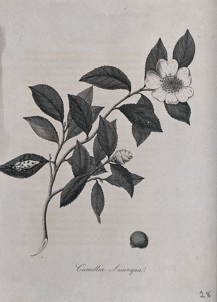 Sasanqua camellia plant (Camellia sasanqua): flowering stem and nut. Engraving by J. Miller, c. 1771.