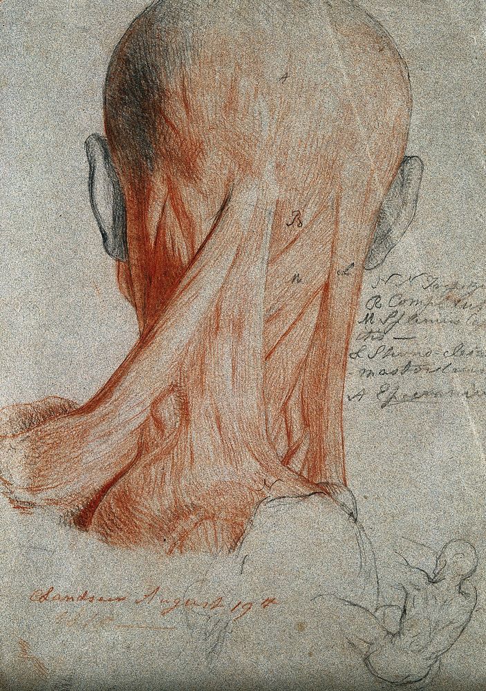Head and neck of an écorché figure, seen from behind, and small sketch of male nude in action. Red chalk and pencil drawing…