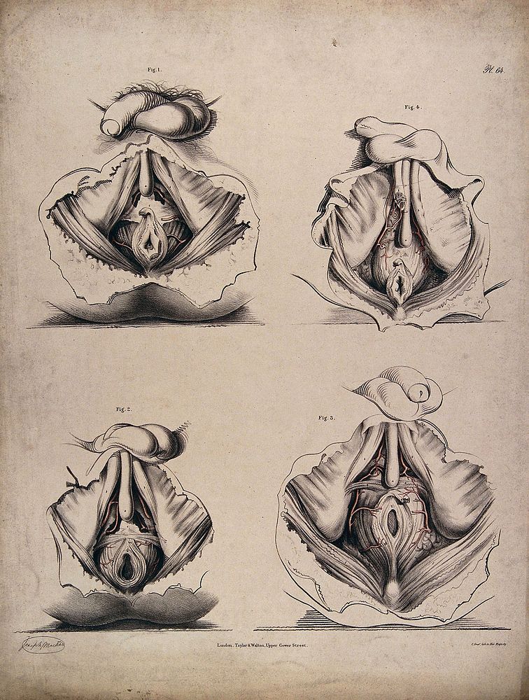 The circulatory system: dissections of the male reproductive system and anal area, with the arteries  indicated in red.…