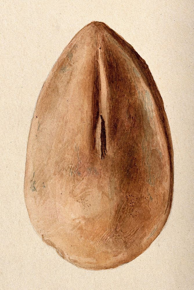 A clay figure in the form of a vagina assumed to have been made as a votive offering. Watercolour.