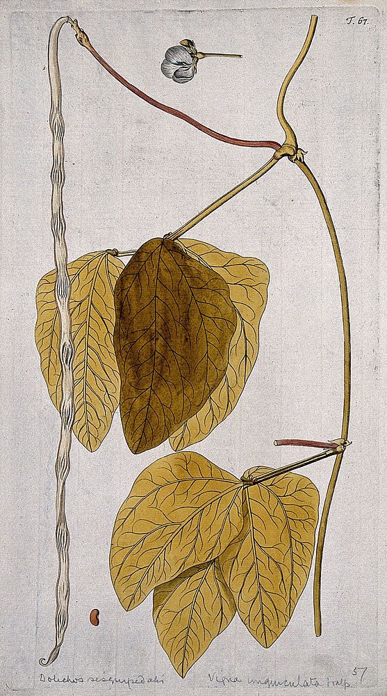 Cowpea (Vigna unguiculata (L.) Walp.): fruiting stem with separate flower and seed. Coloured engraving after F. von Scheidl…