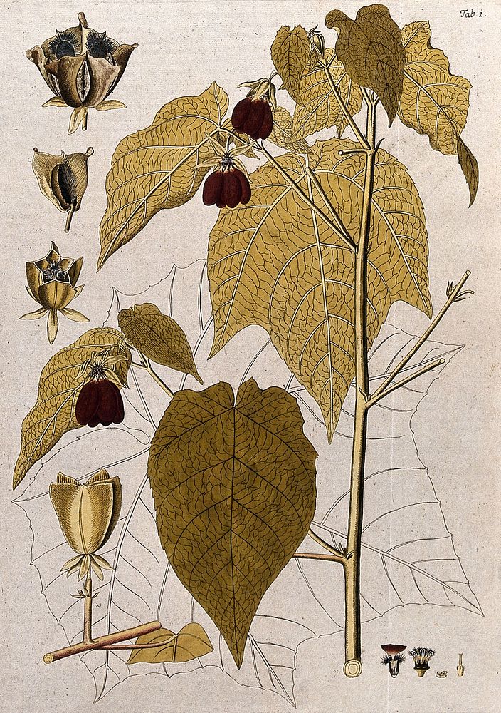 Ambroma augusta (L.) L.f.: flowering stem with separate fruit, sections of flower and fruit and uncoloured leaf. Coloured…