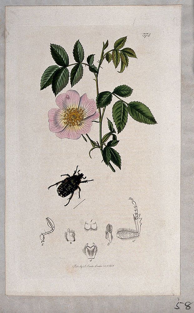 Dog rose (Rosa canina) with an associated beetle and its anatomical segments. Coloured etching, c. 1831.