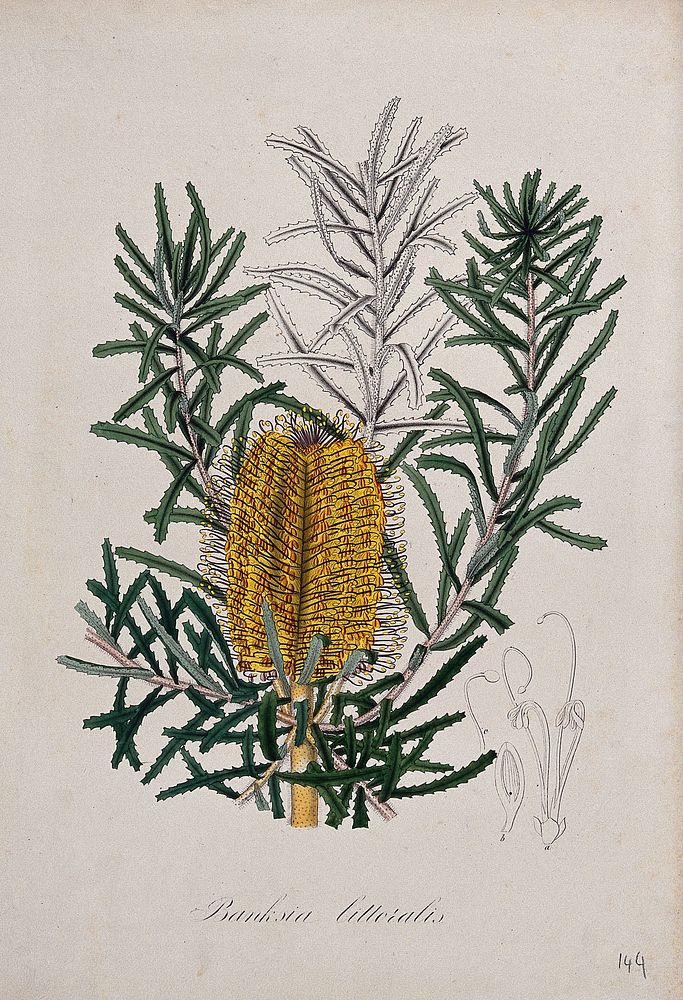 An Australian honeysuckle plant (Banksia littoralis): flowering stem and floral segments. Coloured lithograph.