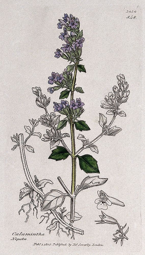 Calamint (Calamintha species): flowering stem, roots and floral segments. Coloured engraving after J. Sowerby, 1805.